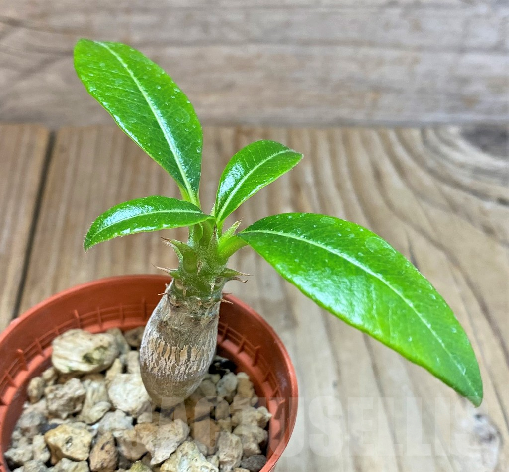 SHPR37777 Pachypodium baronii v. windsorii