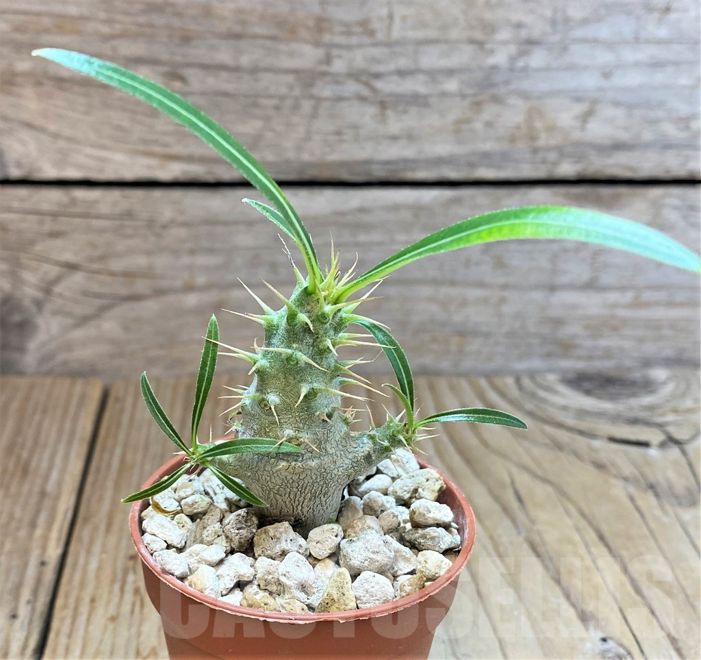 SHPR37779 Pachypodium rosulatum v. gracilius