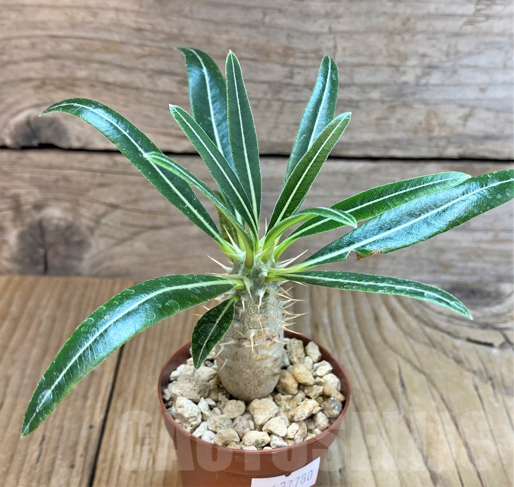 SHPR37780 Pachypodium rosulatum