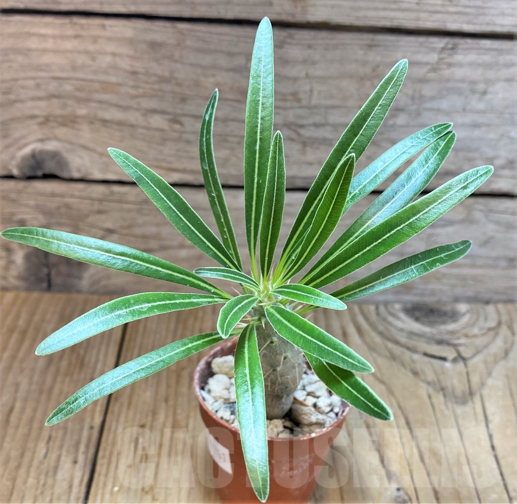 SHPR37781 Pachypodium rosulatum