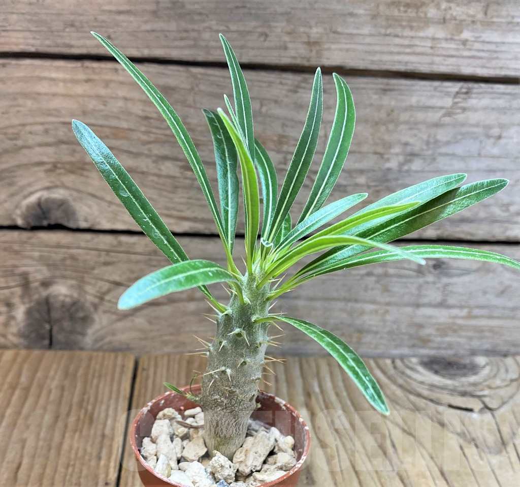 SHPR37781 Pachypodium rosulatum - Image 2