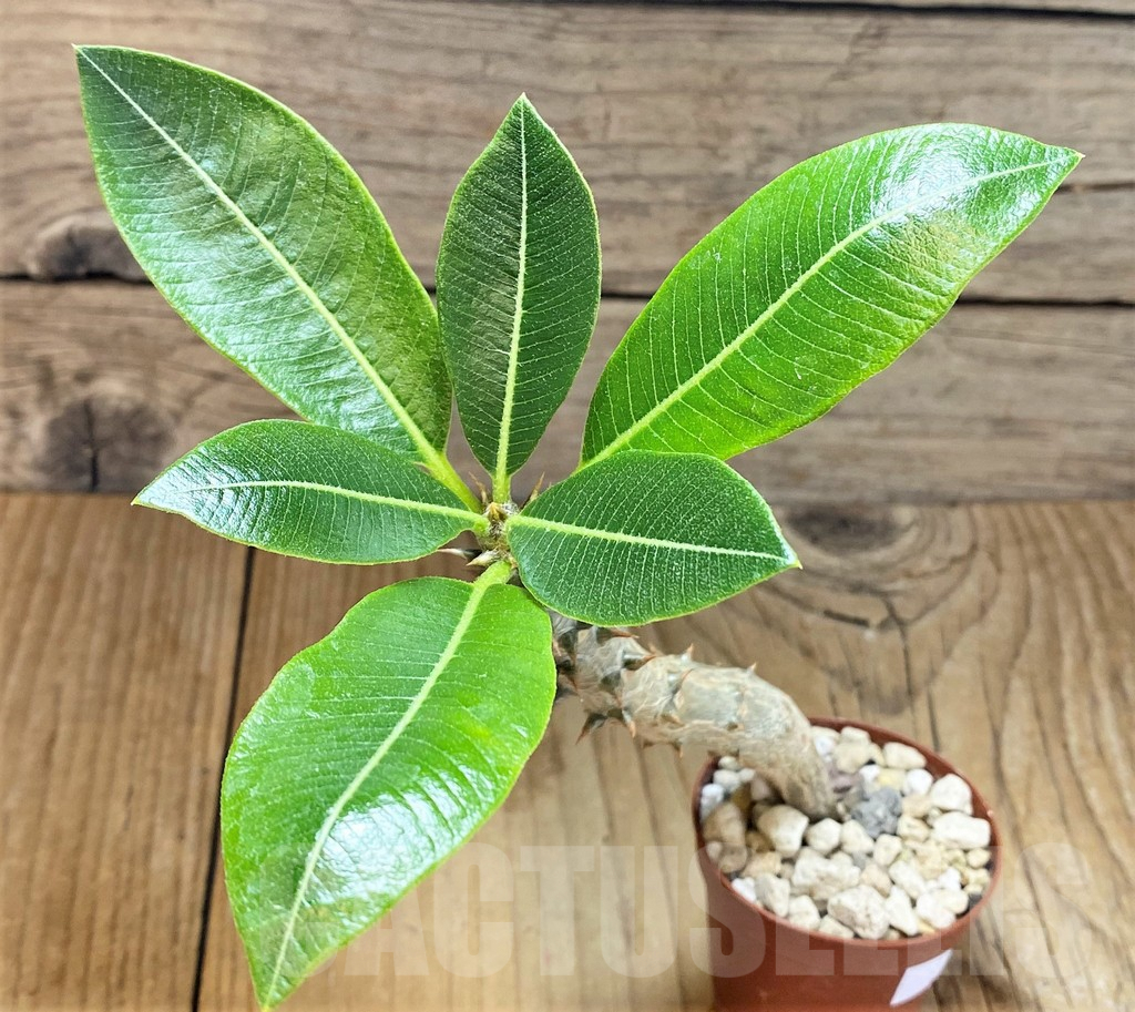 SHPR37782 Pachypodium baronii