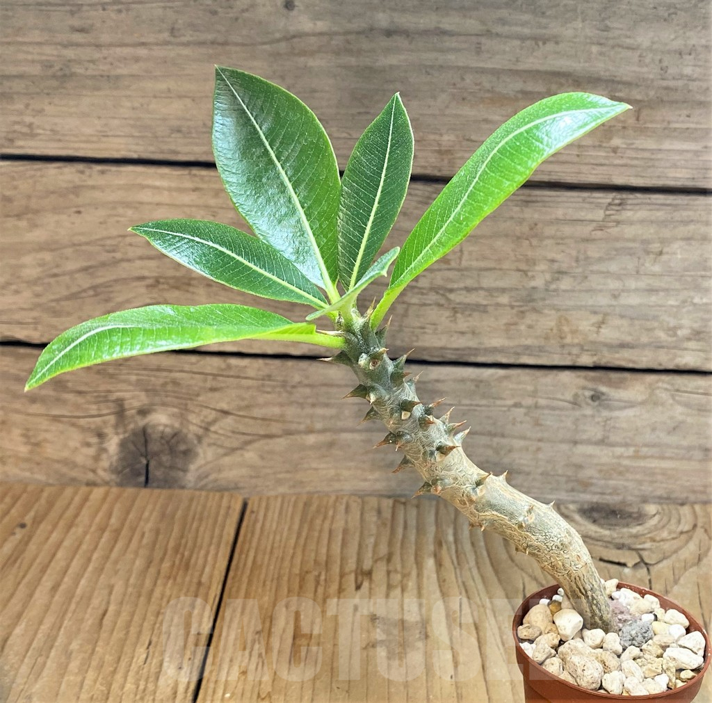 SHPR37782 Pachypodium baronii - Image 2