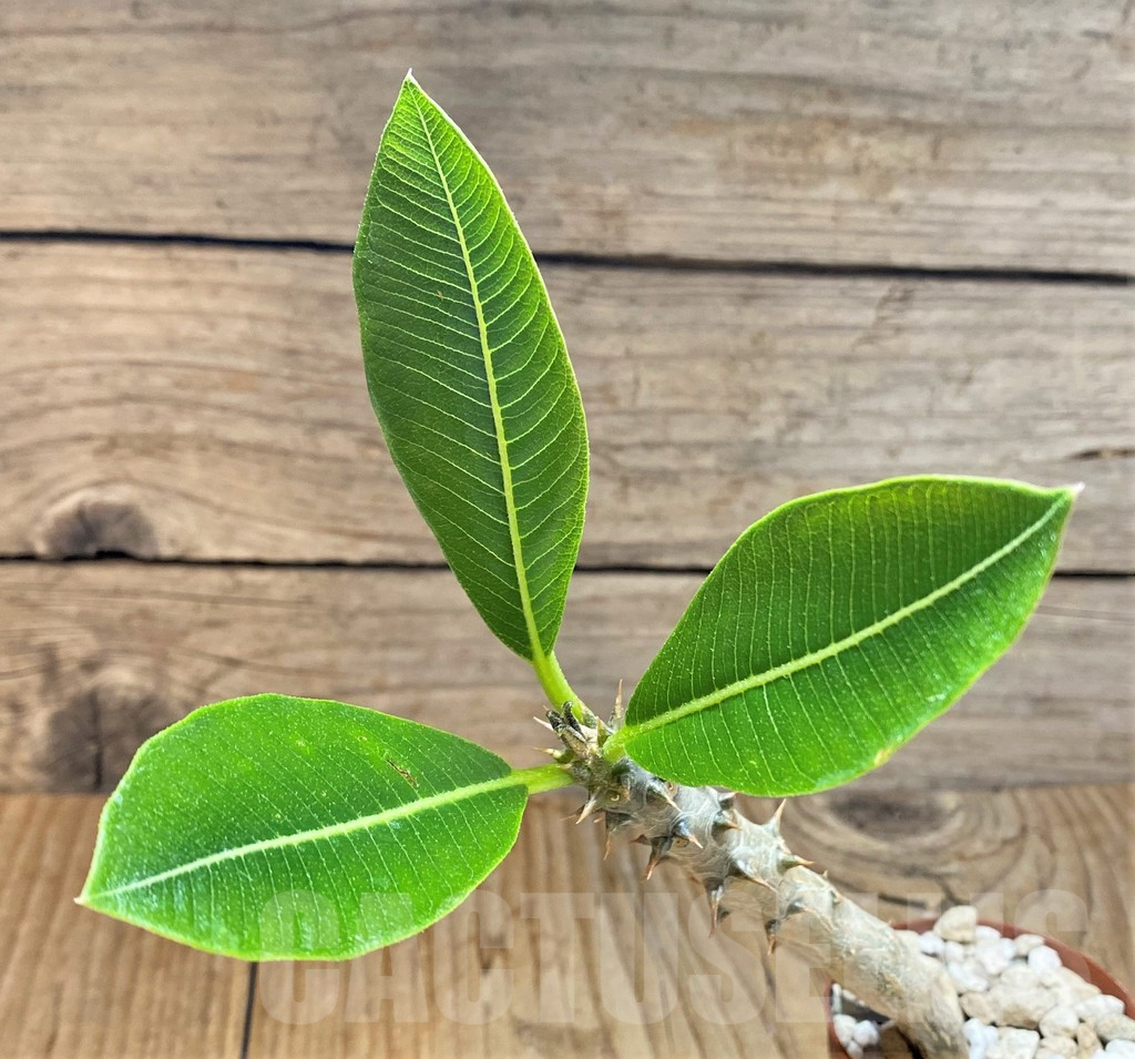 SHPR37783 Pachypodium baronii