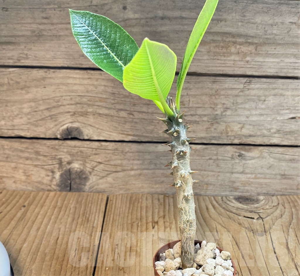 SHPR37783 Pachypodium baronii - Image 2
