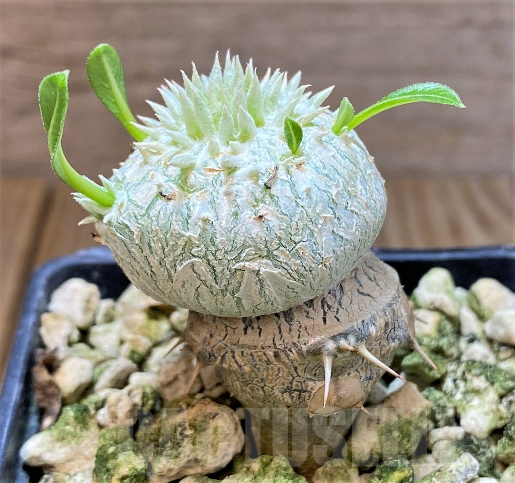 SHPR37784 Pachypodium brevicaule, grafted - Image 2