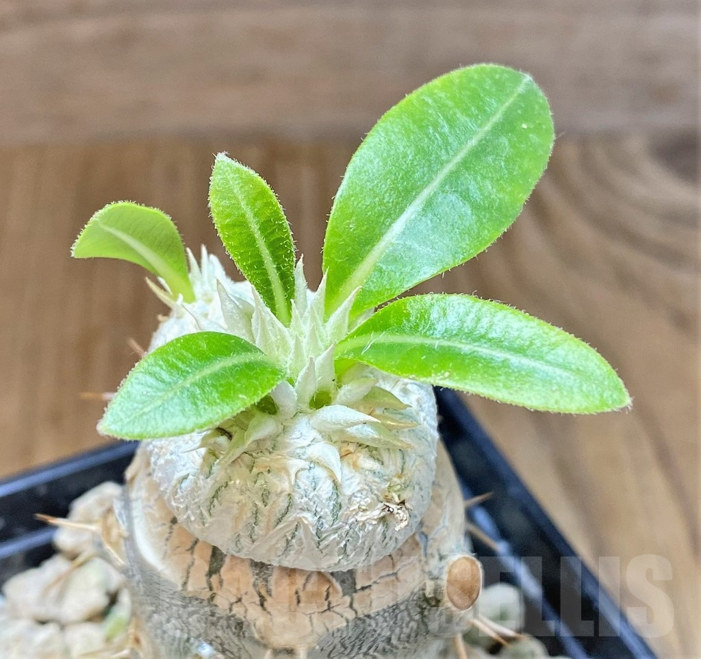 SHPR37785 Pachypodium brevicaule, grafted