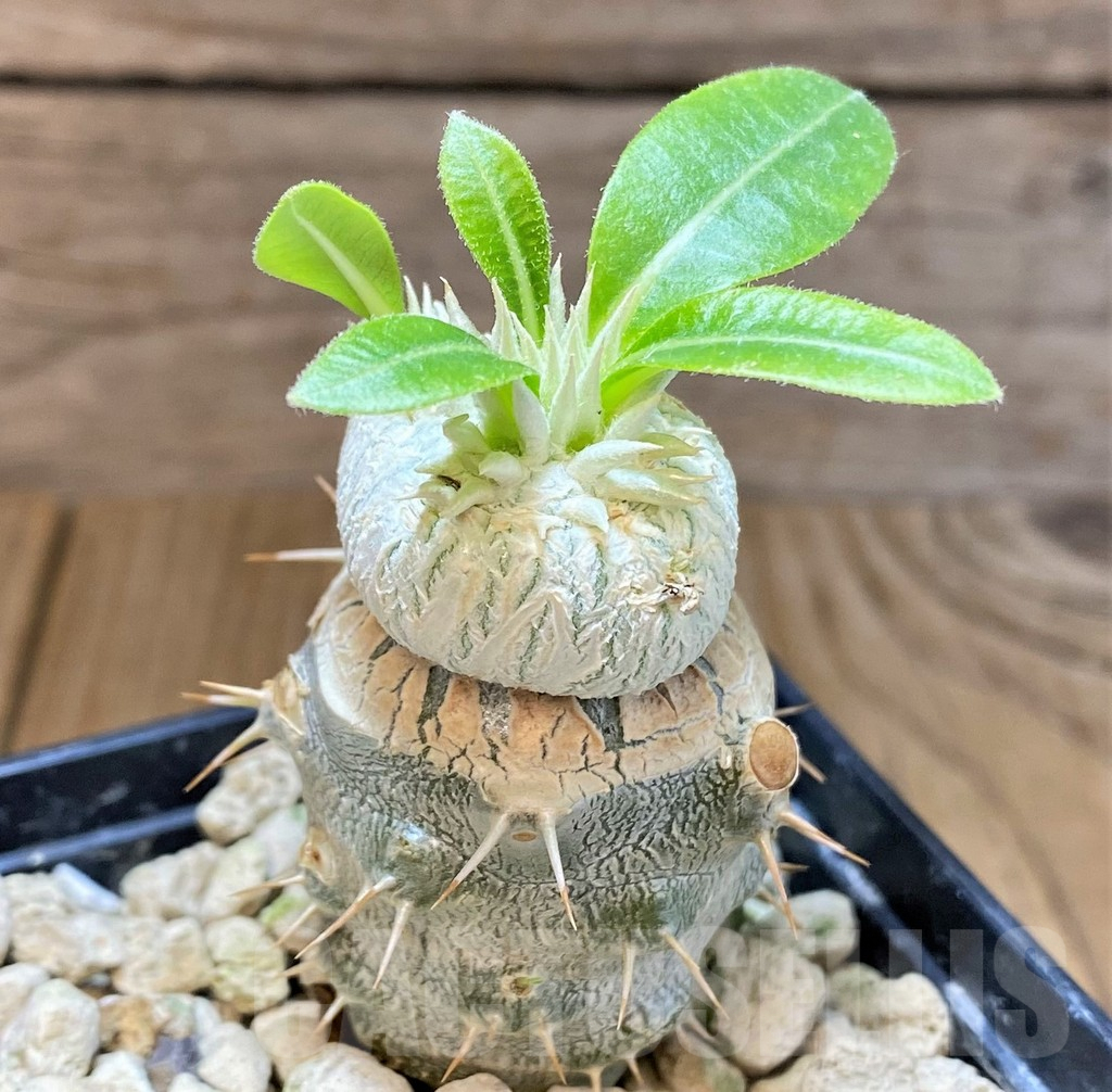 SHPR37785 Pachypodium brevicaule, grafted – Image 2