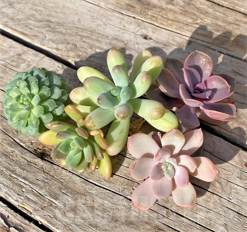 SL37765 Succulents mix, cuted