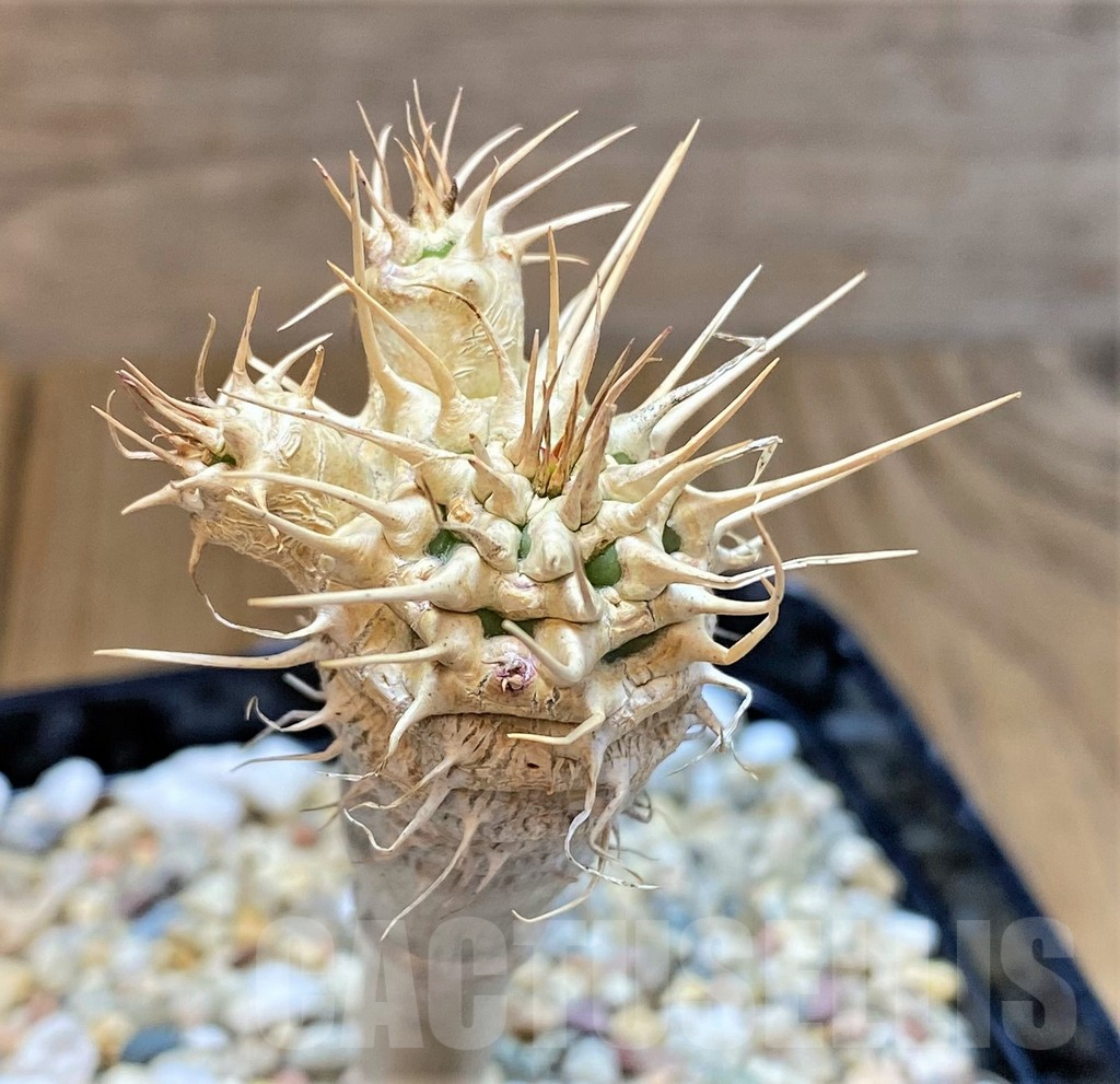 SHPR37786 Euphorbia guillauminiana