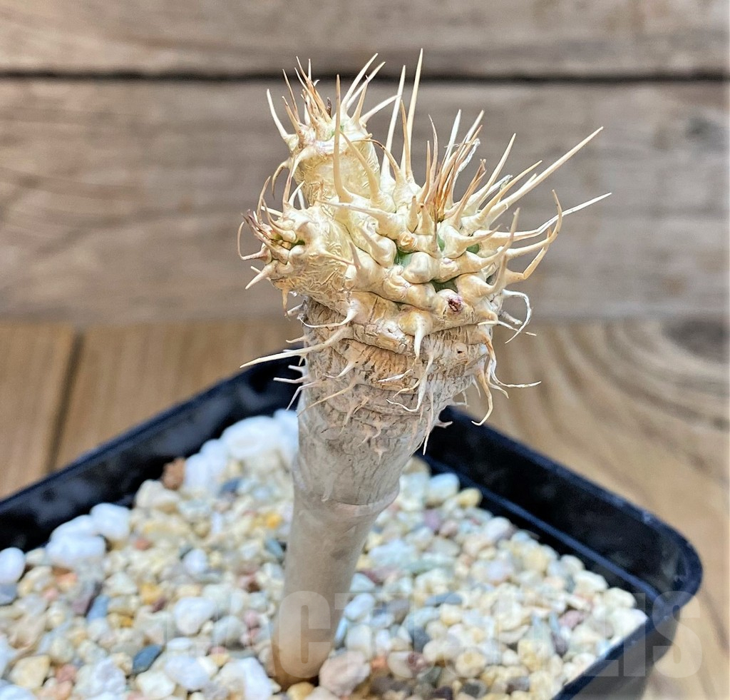 SHPR37786 Euphorbia guillauminiana – Image 2