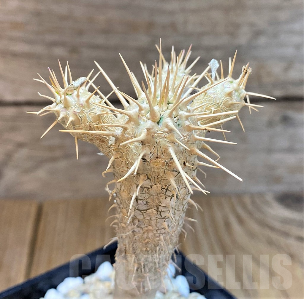 SHPR37787 Euphorbia guillauminiana