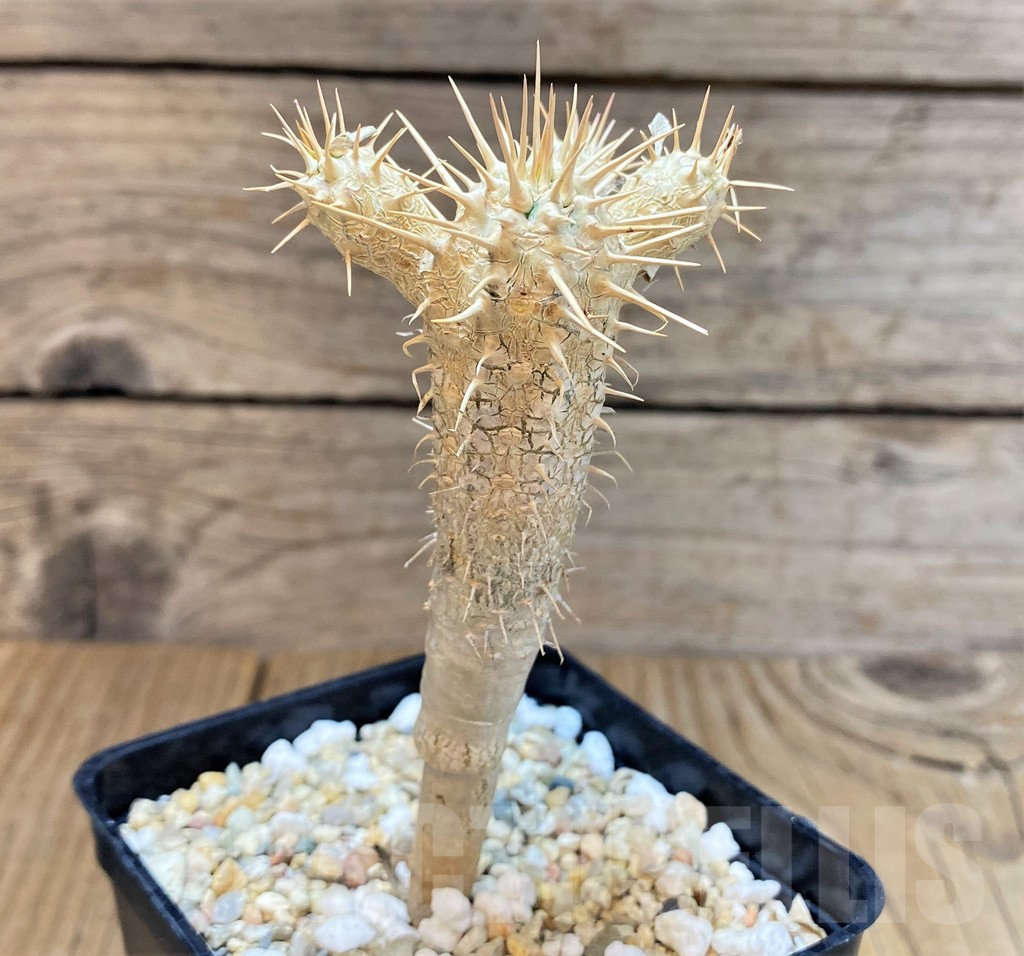 SHPR37787 Euphorbia guillauminiana – Image 2