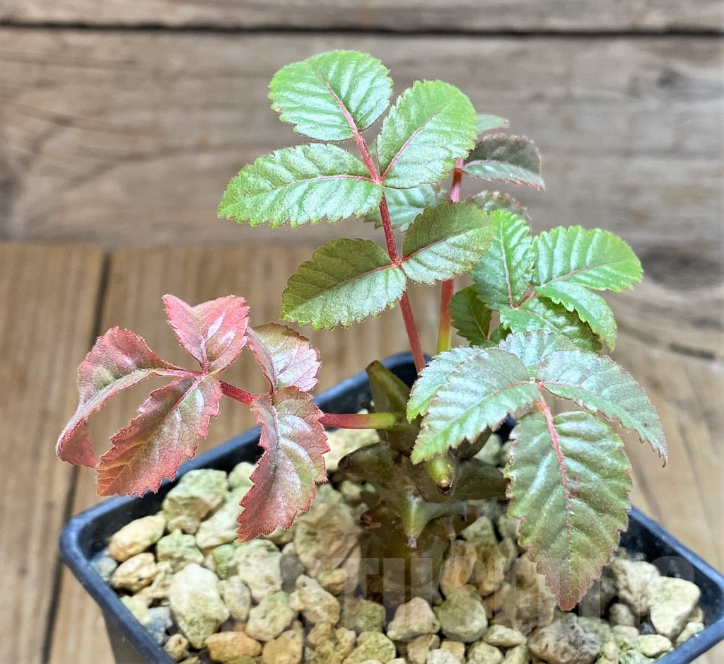 SHPR37789 Beiselia mexicana