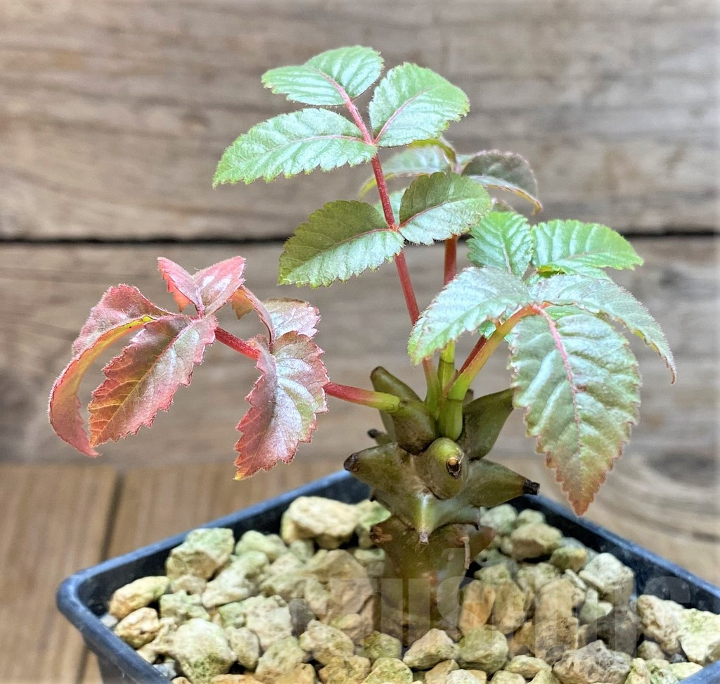 SHPR37789 Beiselia mexicana – Image 2