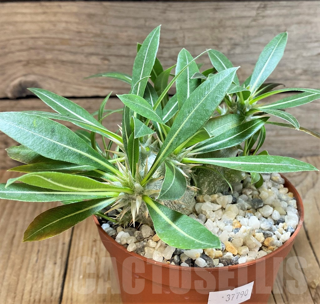 SHPR37790 Pachypodium horombense