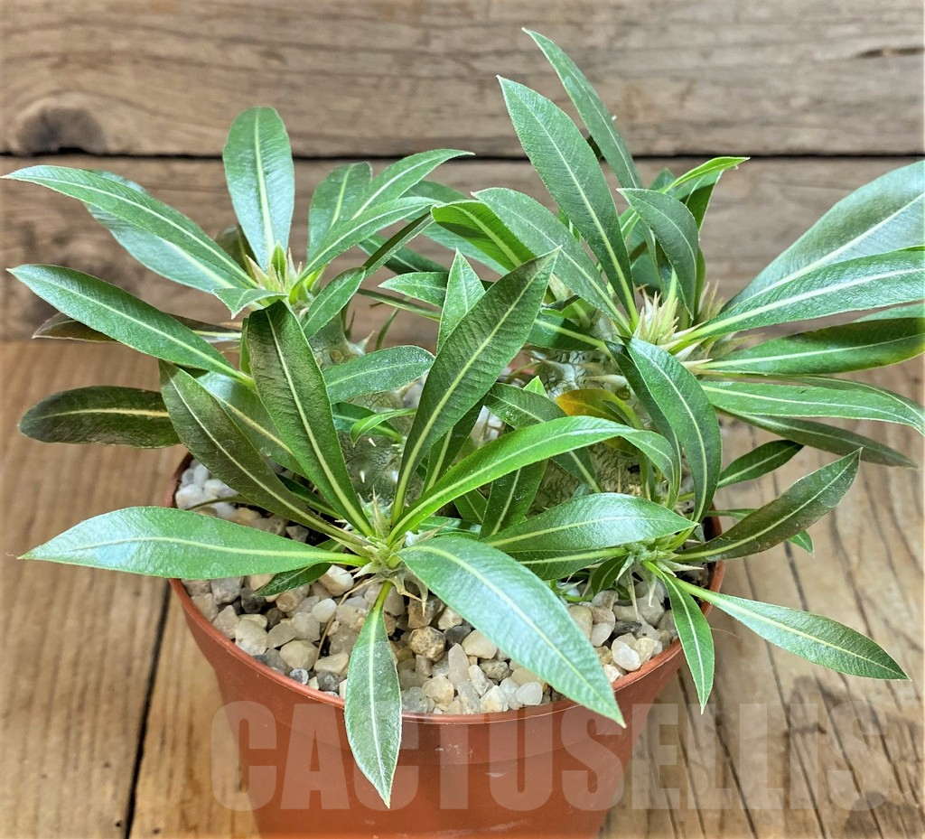 SHPR37790 Pachypodium horombense - 画像 (2)