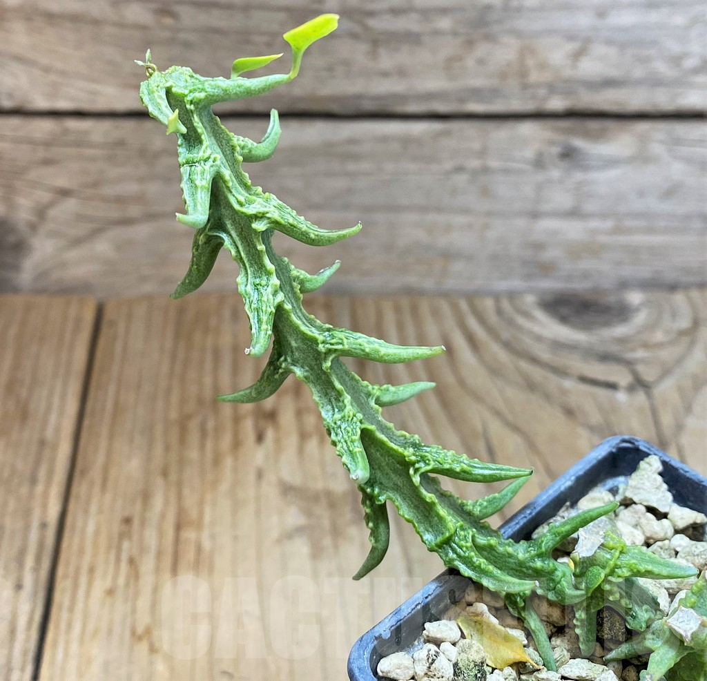 SHPR37791 Ceropegia sp. nova