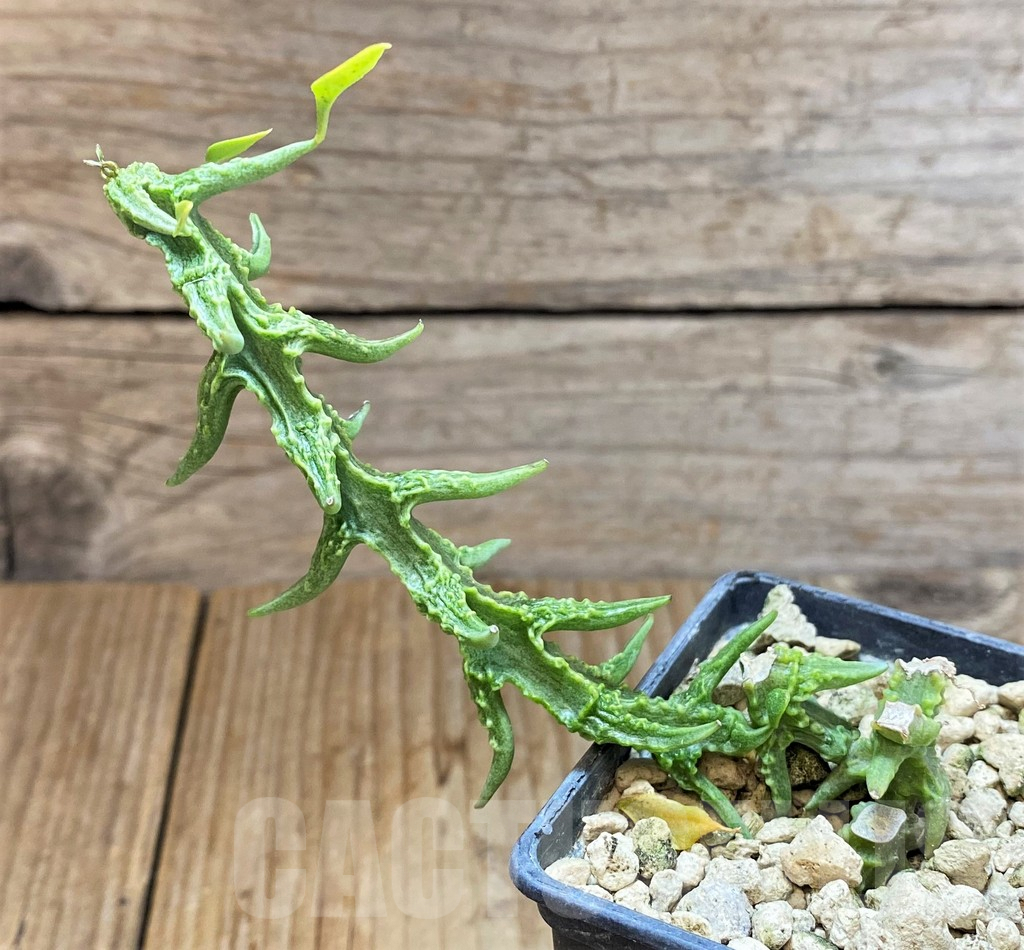 SHPR37791 Ceropegia sp. nova - 画像 (2)