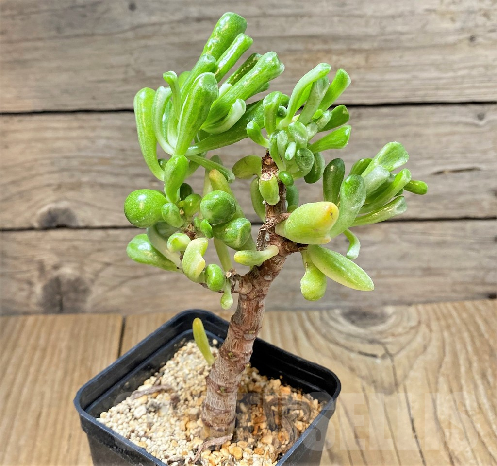 SHPR37792 Crassula 'Gollum' f. variegata - 画像 (2)