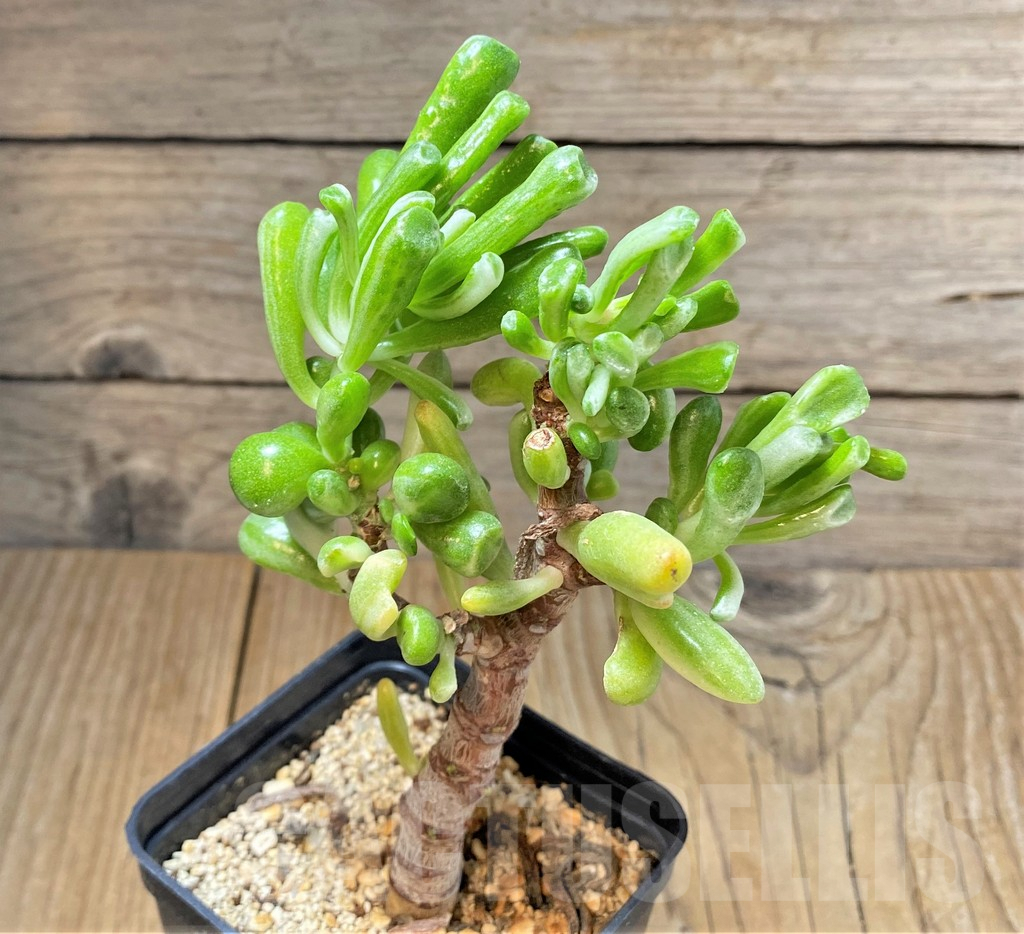 SHPR37792 Crassula 'Gollum' f. variegata