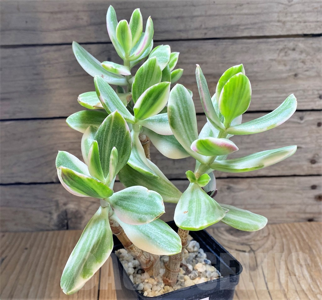 SHPR37793 Crassula arborescens f. white variegata