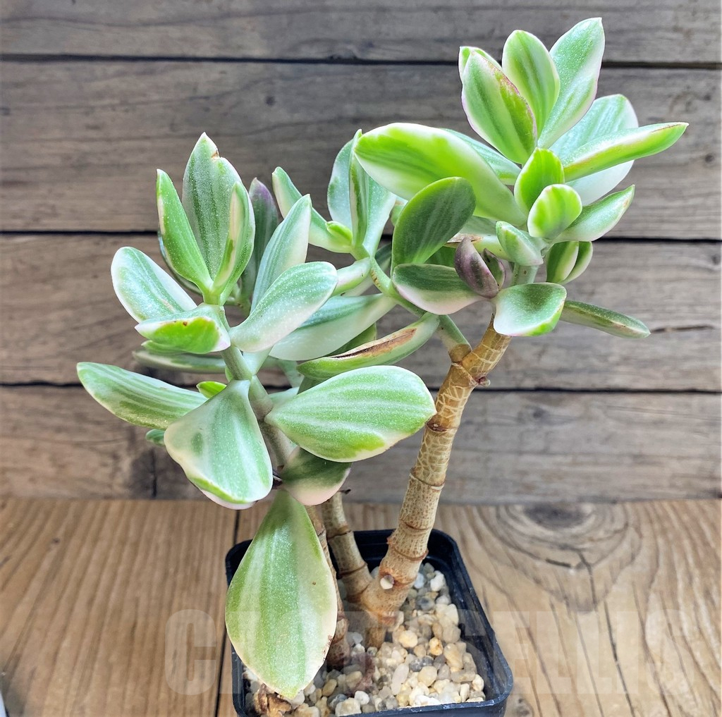 SHPR37793 Crassula arborescens f. white variegata - 画像 (2)