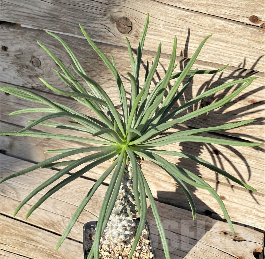 SHPR37794 Tylecodon cacalioides