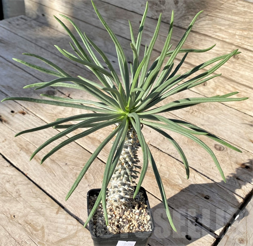 SHPR37794 Tylecodon cacalioides - Image 2