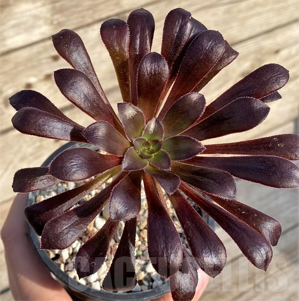 SHPR37815 Aeonium arboreum