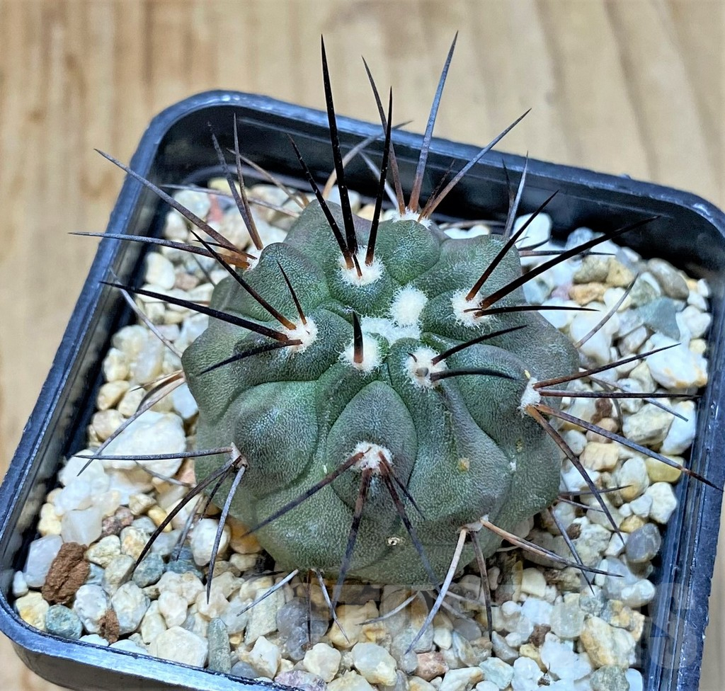 SHPR37825 Copiapoa dealbata v. carrizalensis PHA 2523 - Image 2