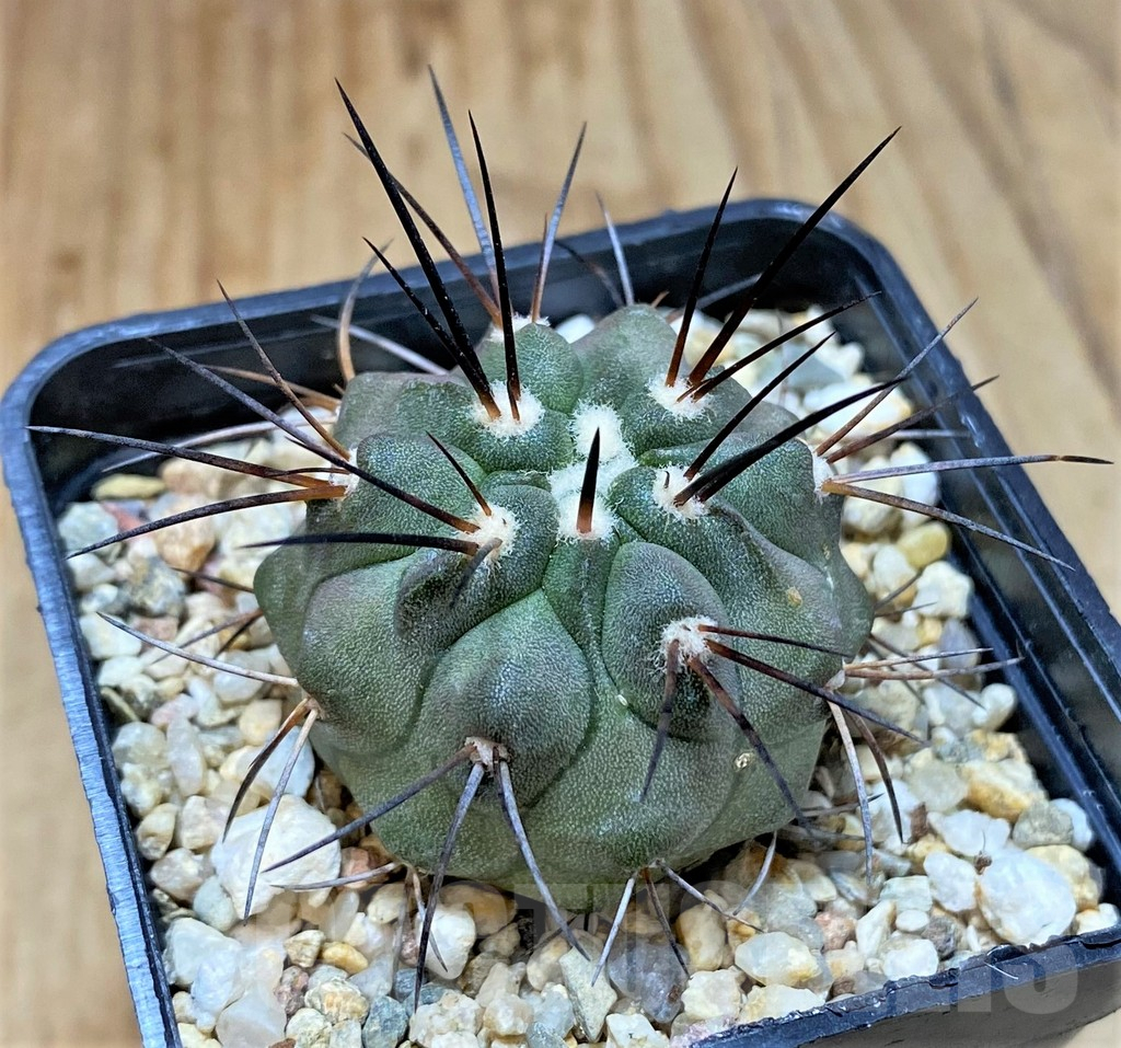 SHPR37825 Copiapoa dealbata v. carrizalensis PHA 2523