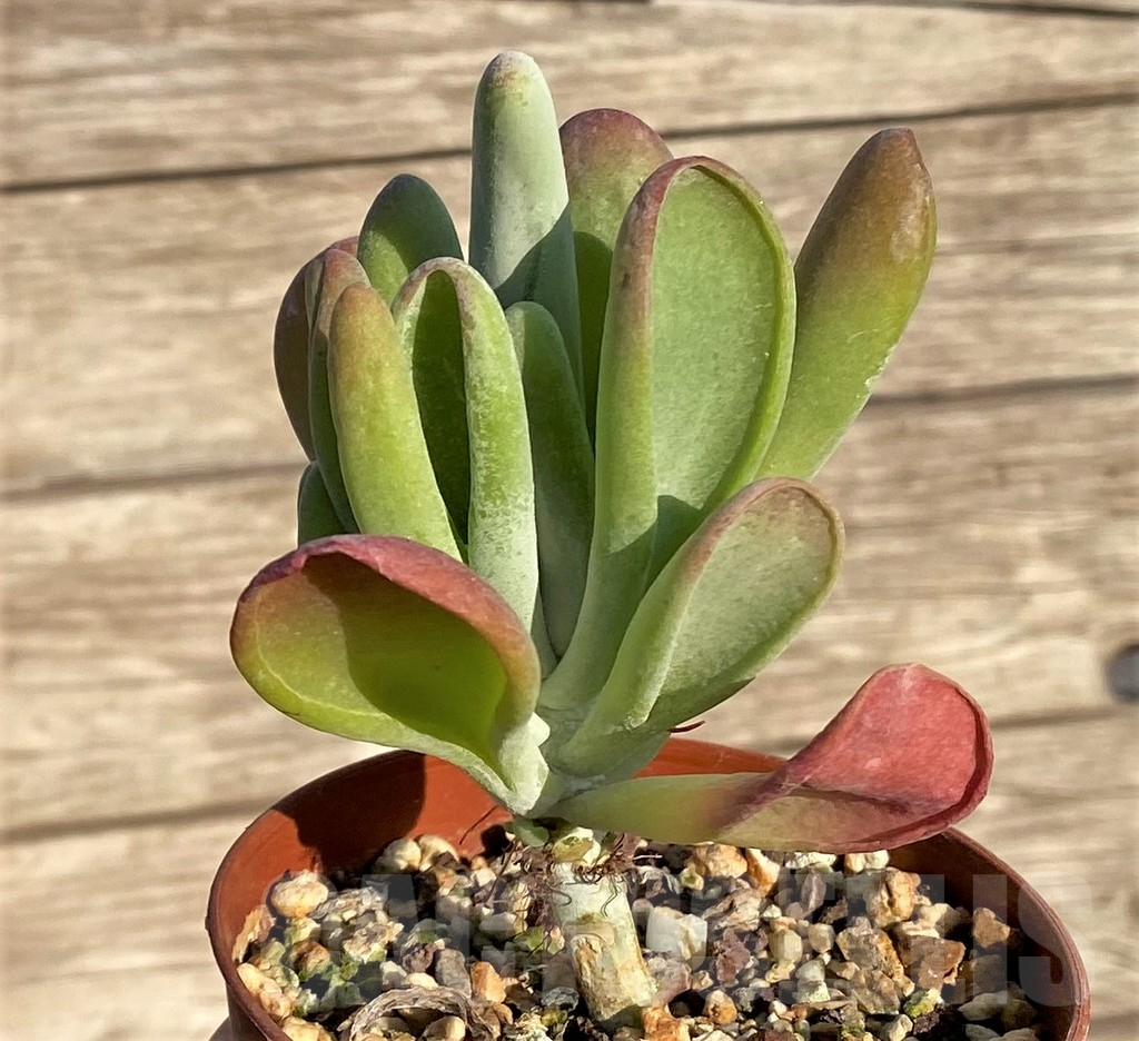 SHPR37817 Kalanchoe thyrsiflora ‘Monstruosa’