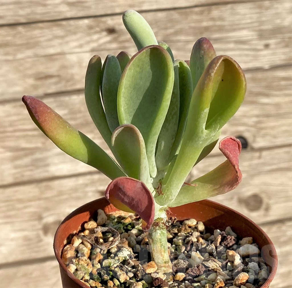 SHPR37817 Kalanchoe thyrsiflora ‘Monstruosa’ - Image 2