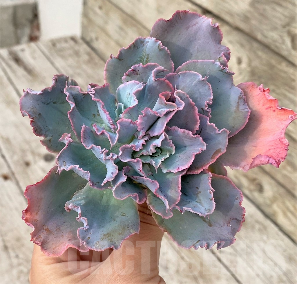 SHPR37824 Echeveria ‘Chantilly’, cuted - immagine 3