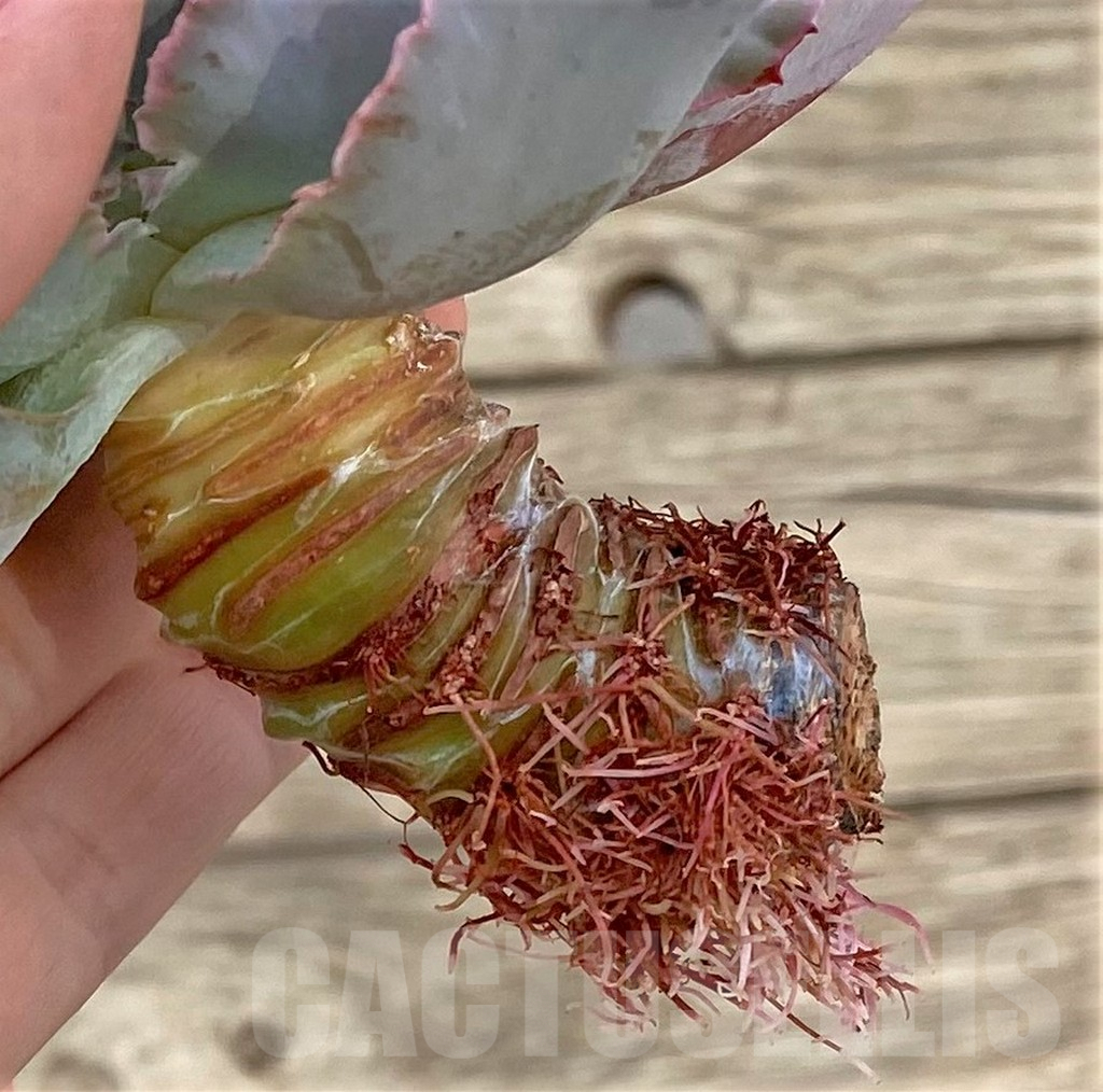 SHPR37824 Echeveria ‘Chantilly’, cuted - immagine 2