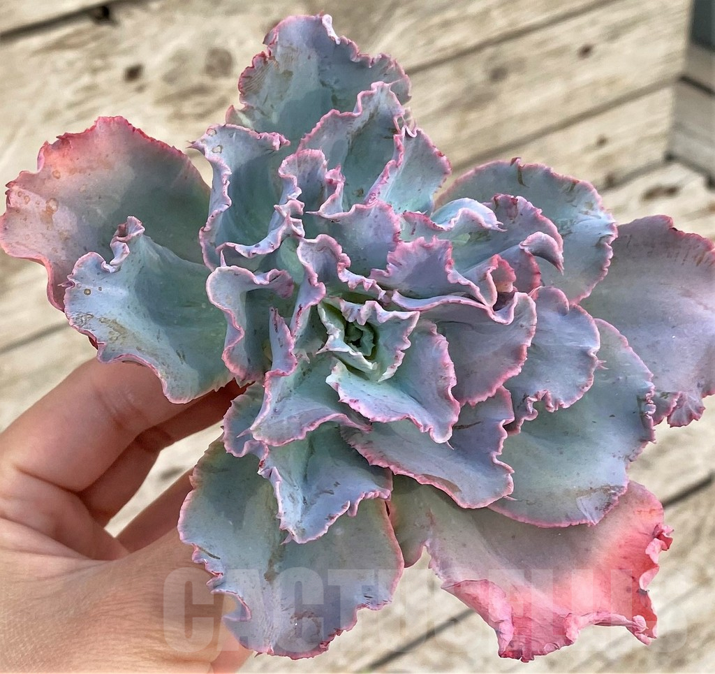 SHPR37824 Echeveria ‘Chantilly’, cuted