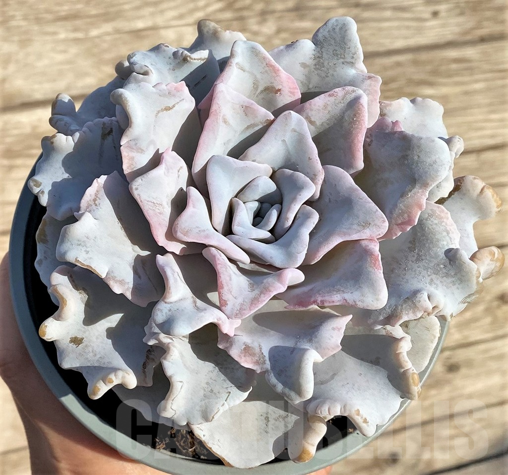 SHPR37820 Echeveria ‘Crispate Beauty’ - Image 3