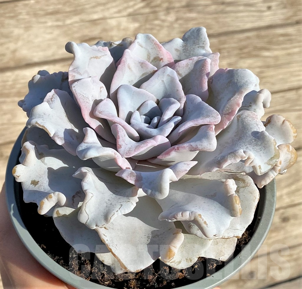 SHPR37820 Echeveria ‘Crispate Beauty’ - Image 2