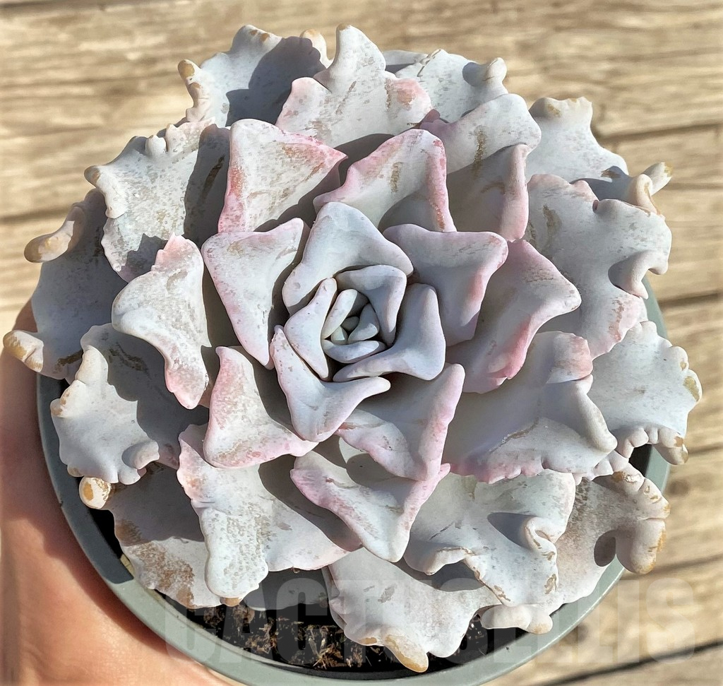 SHPR37820 Echeveria ‘Crispate Beauty’
