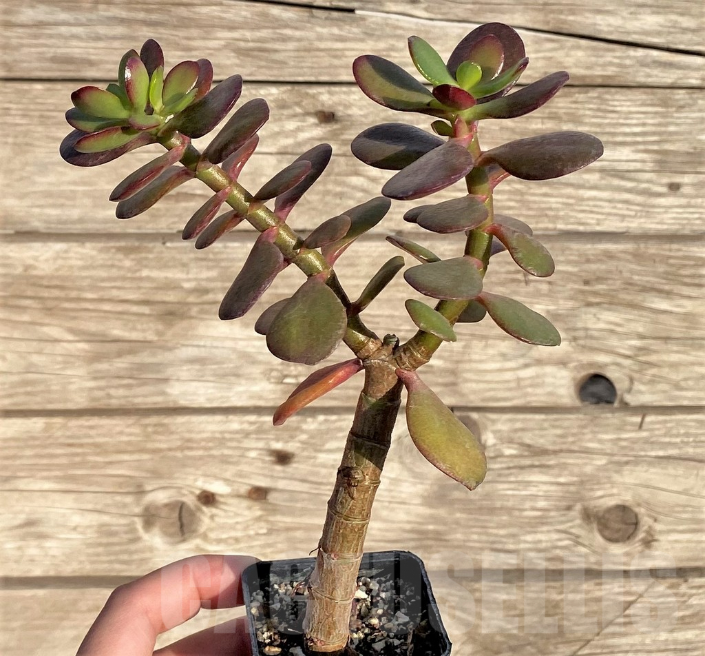 SHPR37812 Crassula ovata 'Red Edge' - Image 2