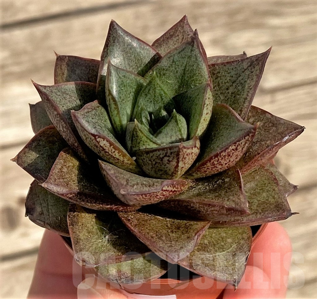 SHPR37821 Echeveria purpusorum