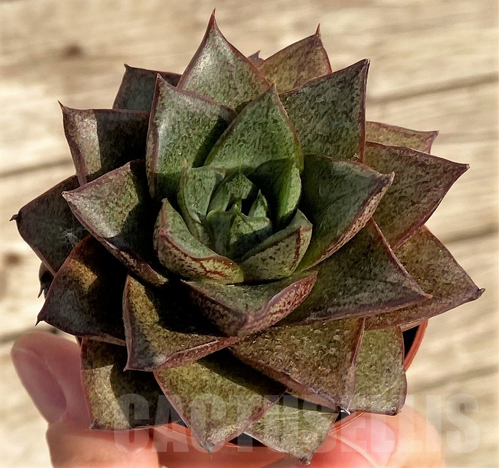 SHPR37821 Echeveria purpusorum - 画像 (2)