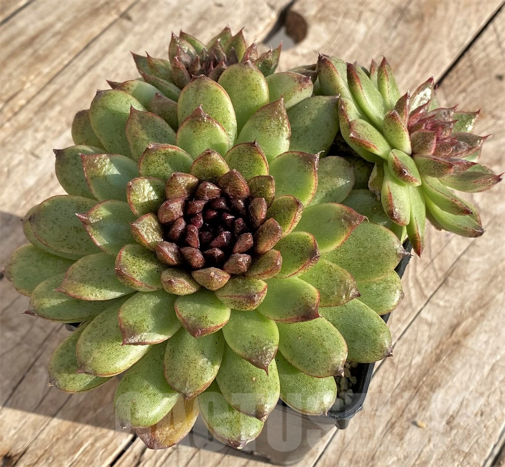 SHPR37822 Echeveria 'Red Crystal'