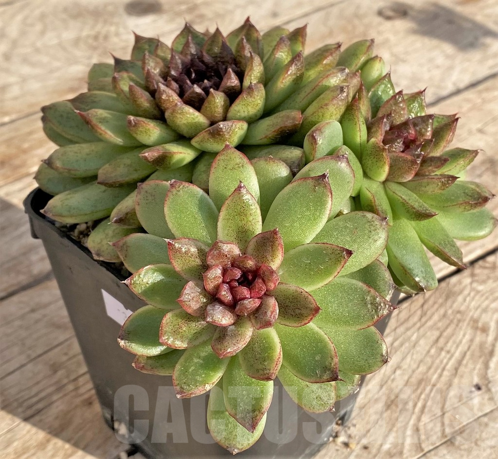 SHPR37822 Echeveria 'Red Crystal' - immagine 2