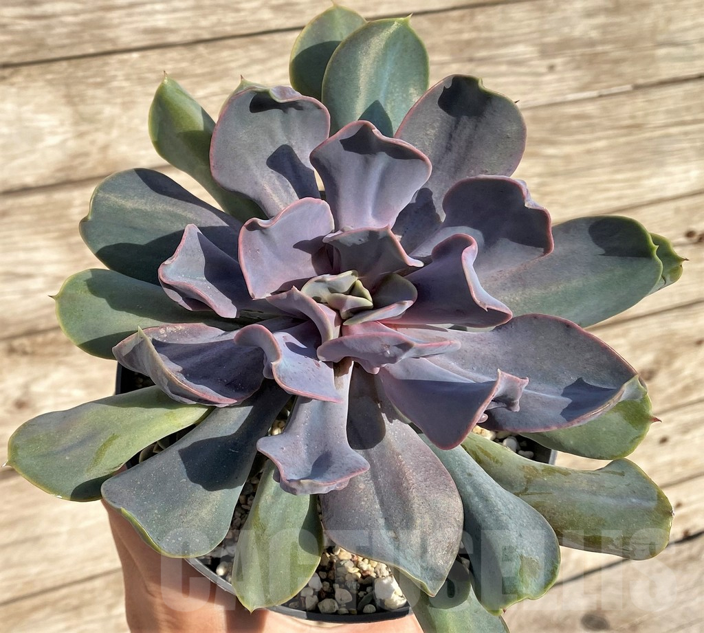 SHPR37823 Echeveria 'Trumpet Pinky' hybrid