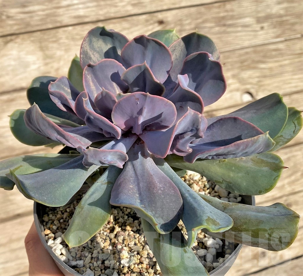 SHPR37823 Echeveria 'Trumpet Pinky' hybrid - immagine 2