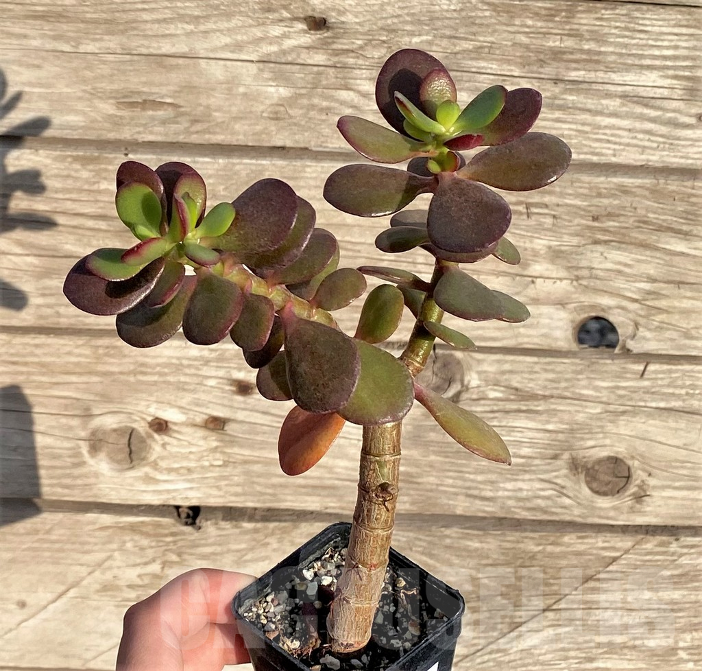SHPR37812 Crassula ovata 'Red Edge'