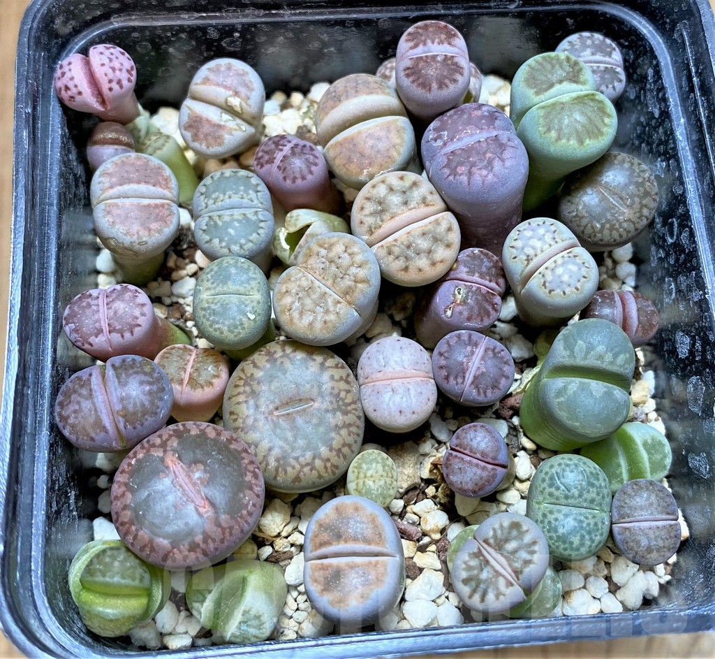 SHPR37796 Lithops mix