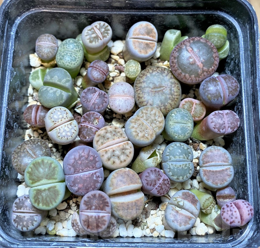 SHPR37796 Lithops mix - Image 2